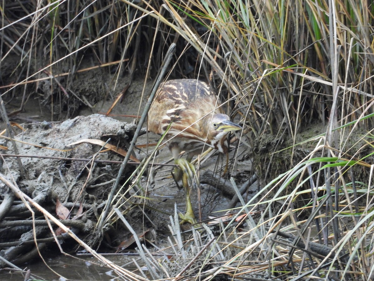 Бугай американський - ML645019705