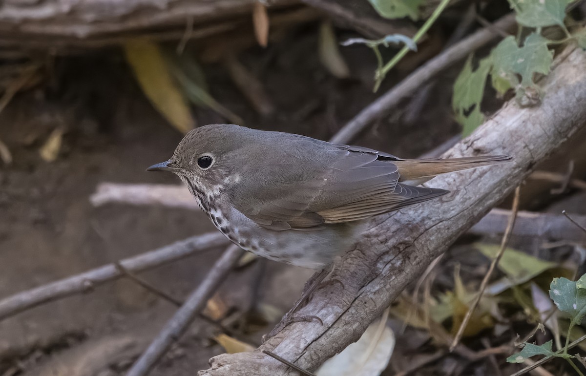 Дрізд-короткодзьоб плямистоволий - ML645019706