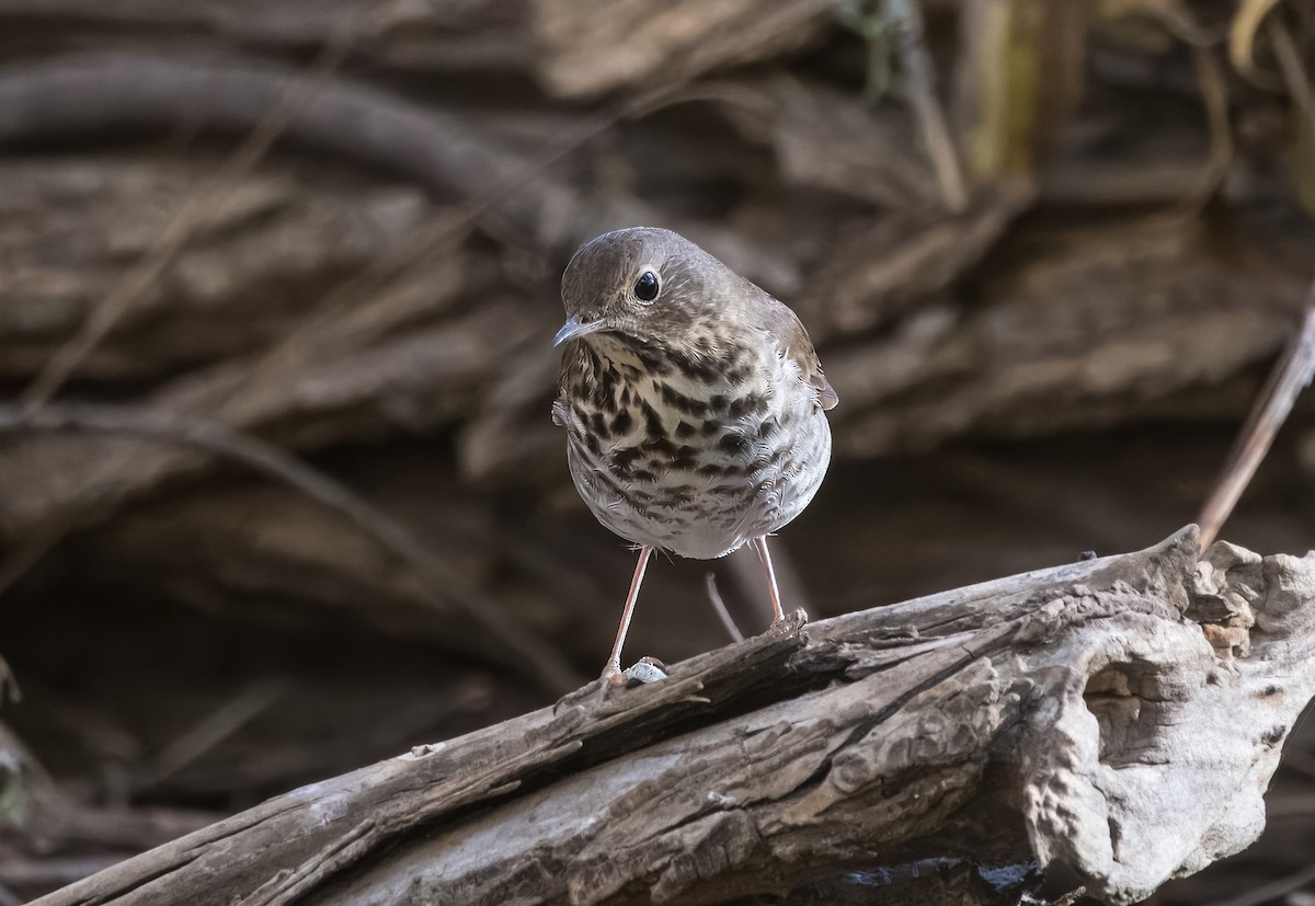 Дрізд-короткодзьоб плямистоволий - ML645019709