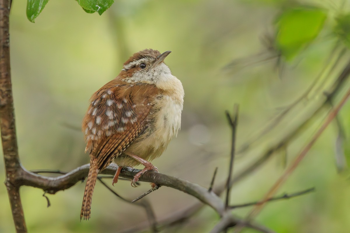 Carolina Wren - ML645019723