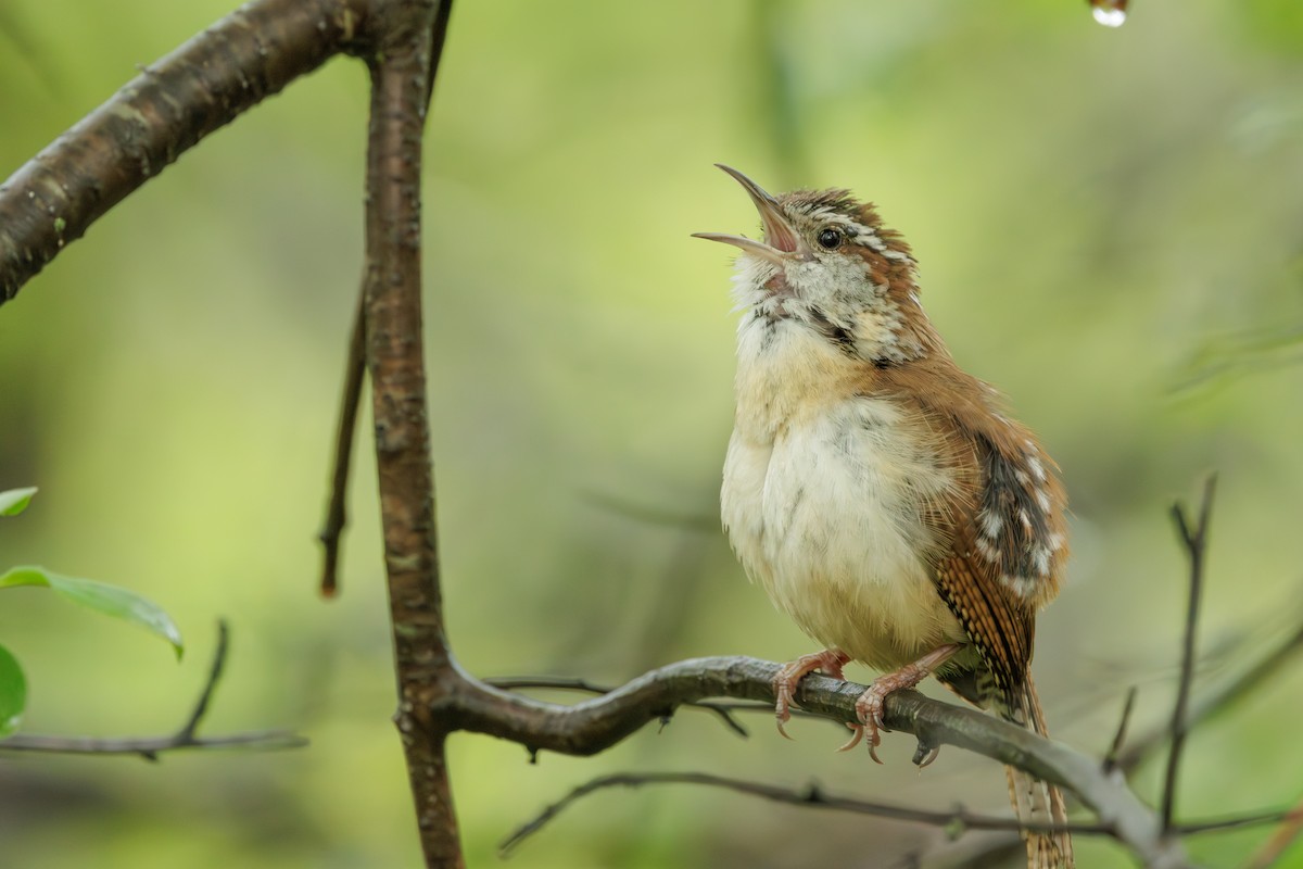 Carolina Wren - ML645019724