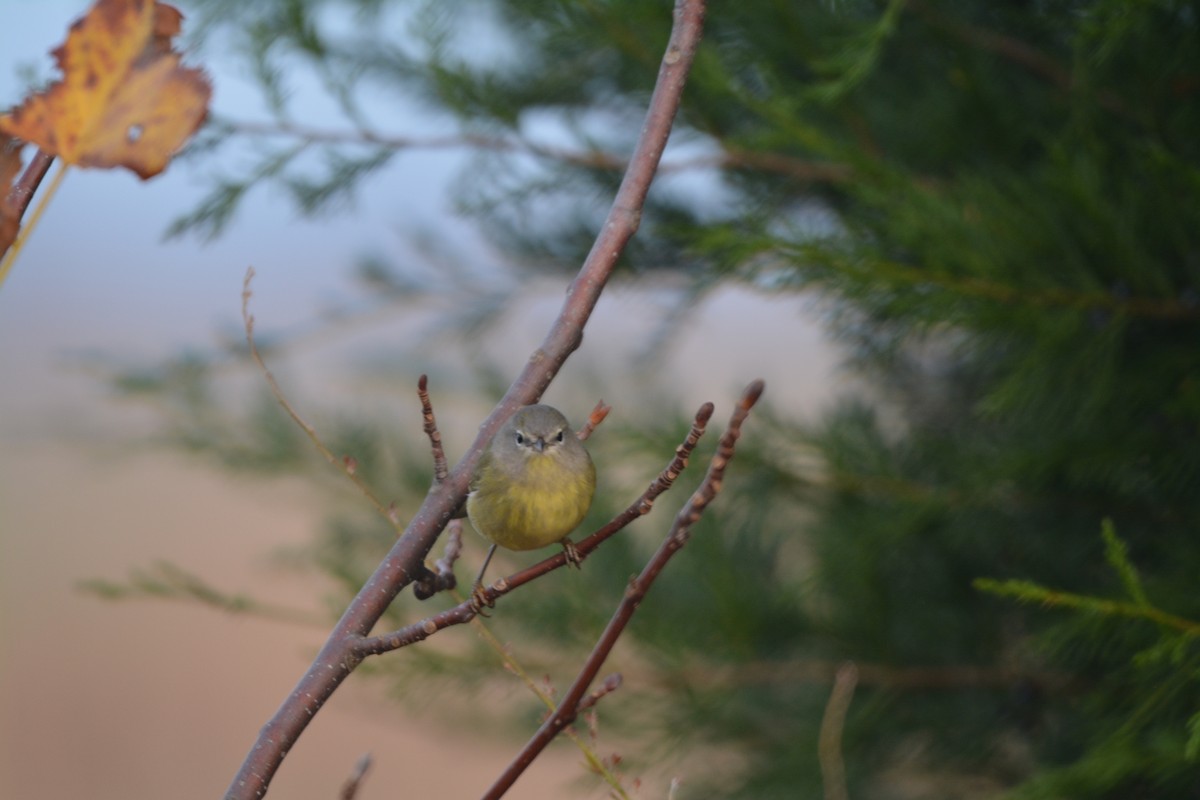 Orange-crowned Warbler - ML645019725