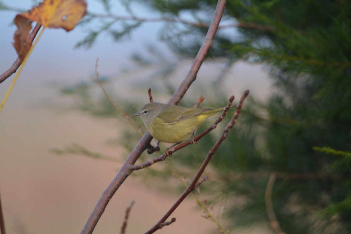 Orange-crowned Warbler - ML645019726