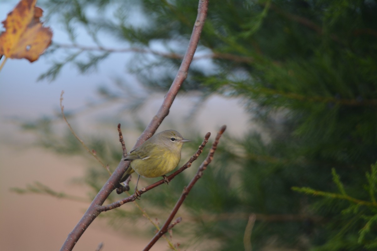 Orange-crowned Warbler - ML645019727