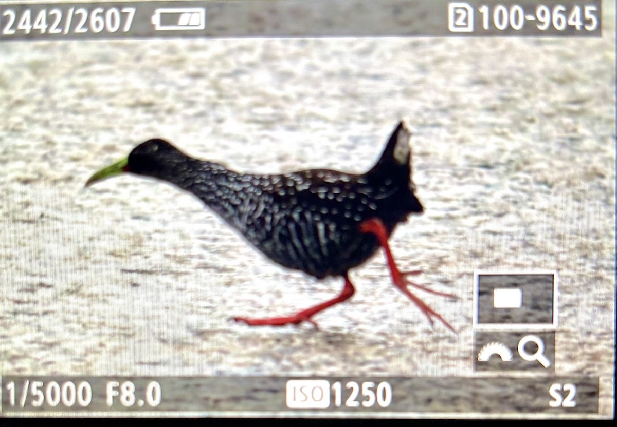 Spotted Rail - ML645019731