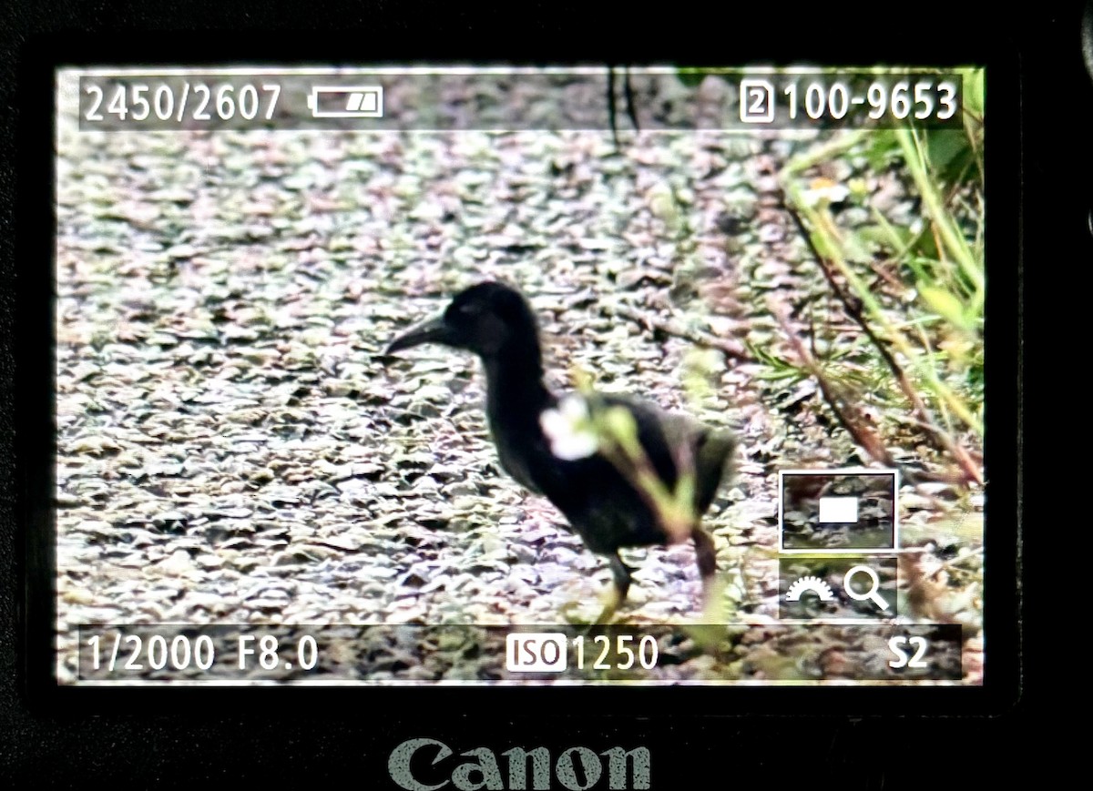 Spotted Rail - ML645019732