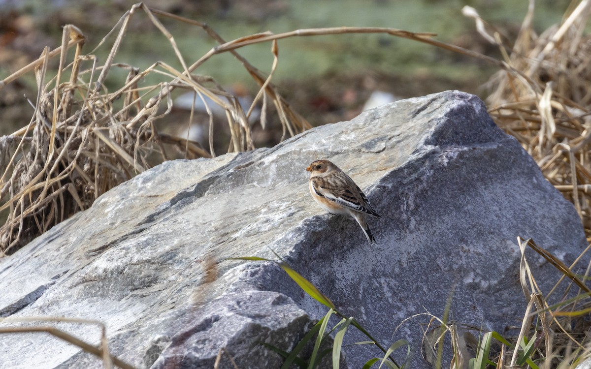 Snow Bunting - ML645019770
