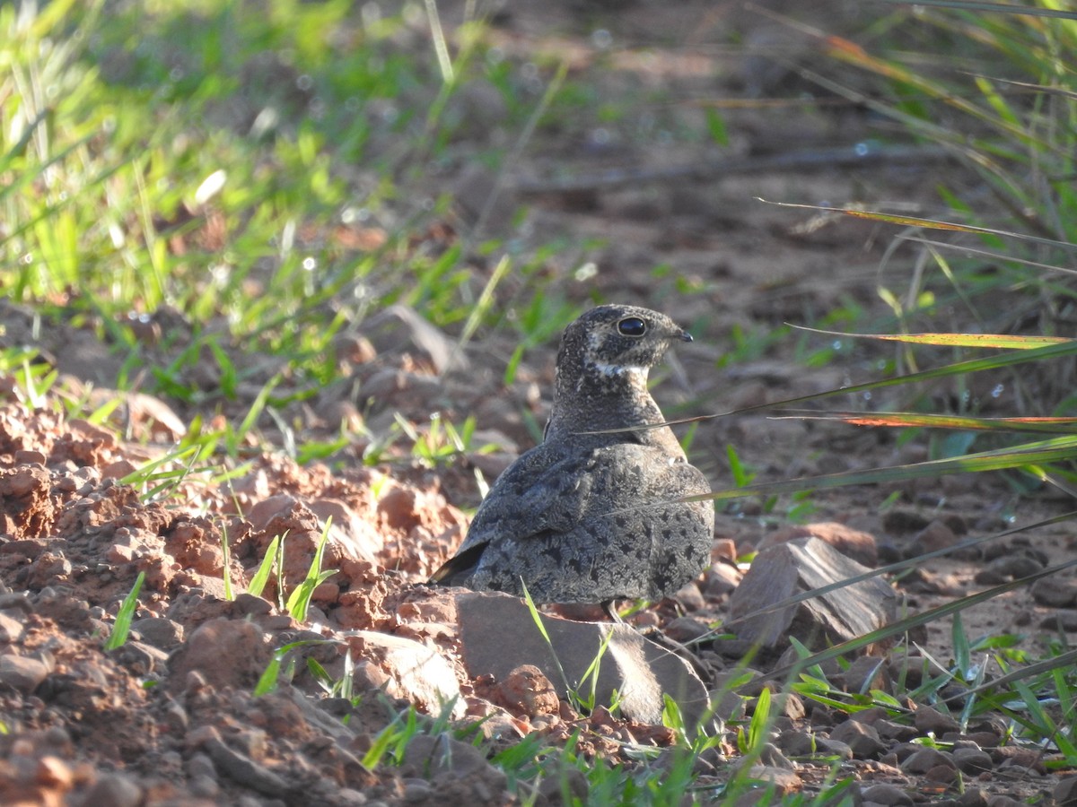 Nacunda Nighthawk - ML645019789