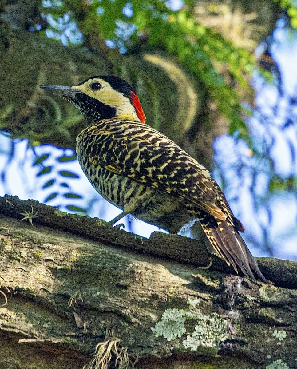 Декол плямистоволий - ML645019795