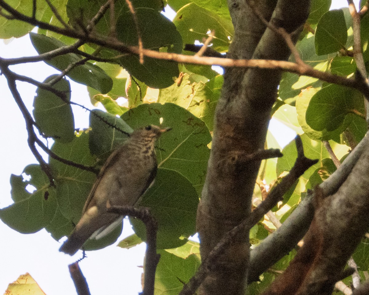 Малый дрозд - ML645019802