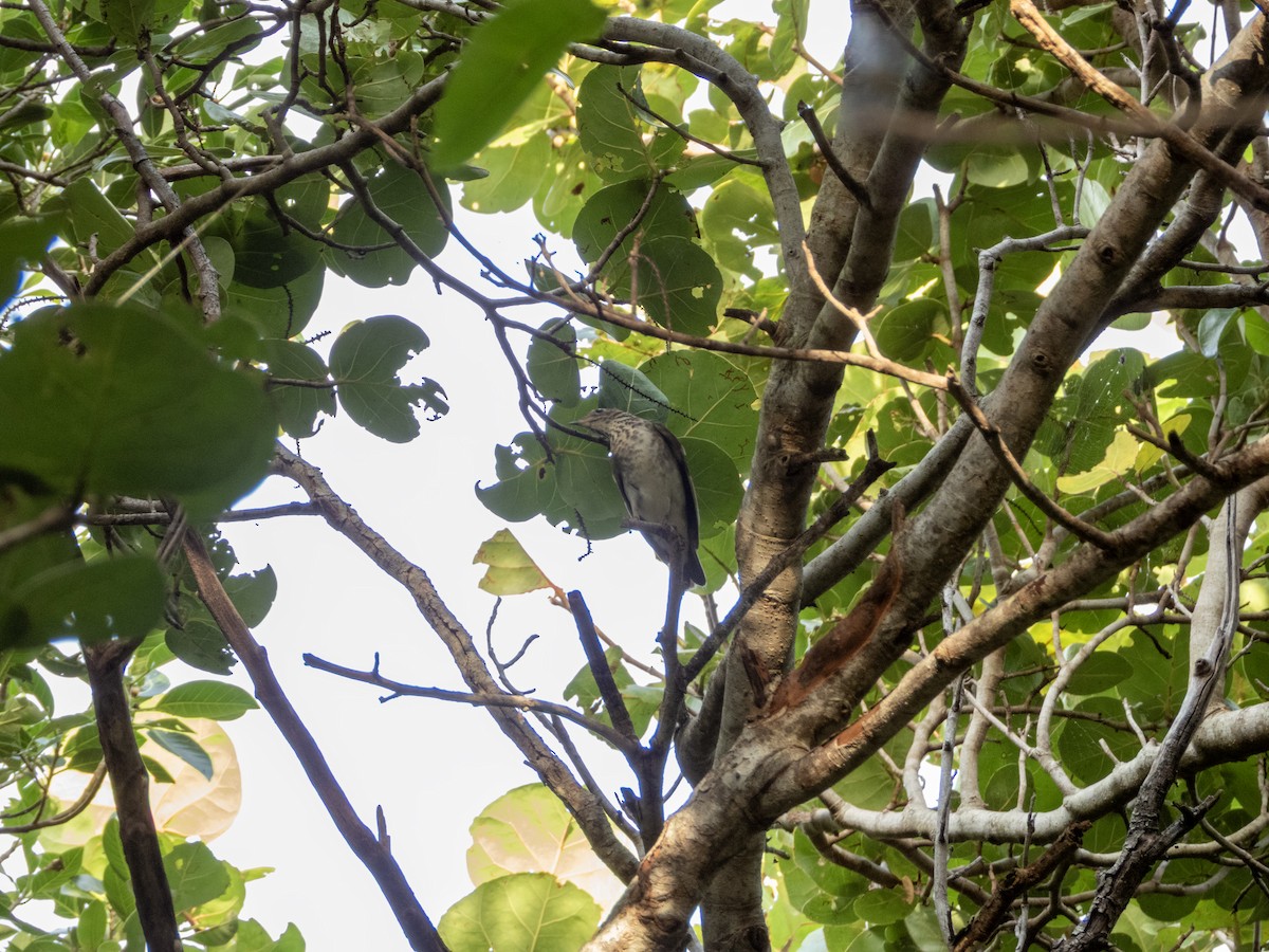 Малый дрозд - ML645019803