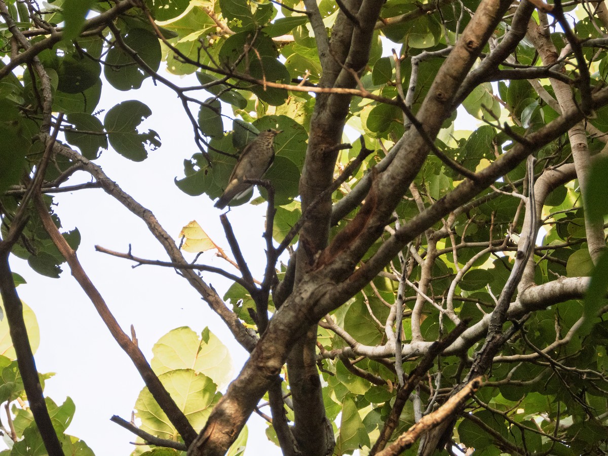 Малый дрозд - ML645019804