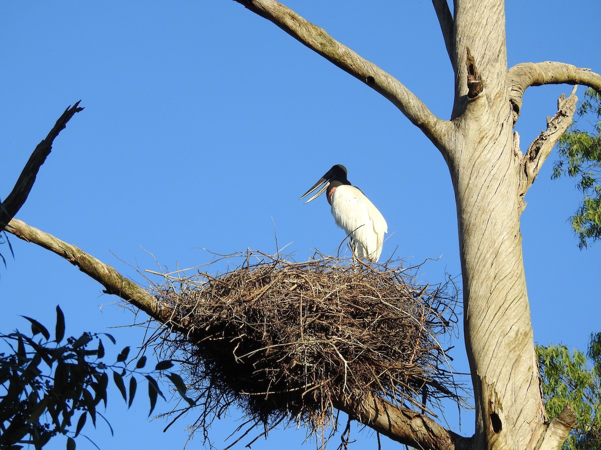 Jabiru - ML645019825