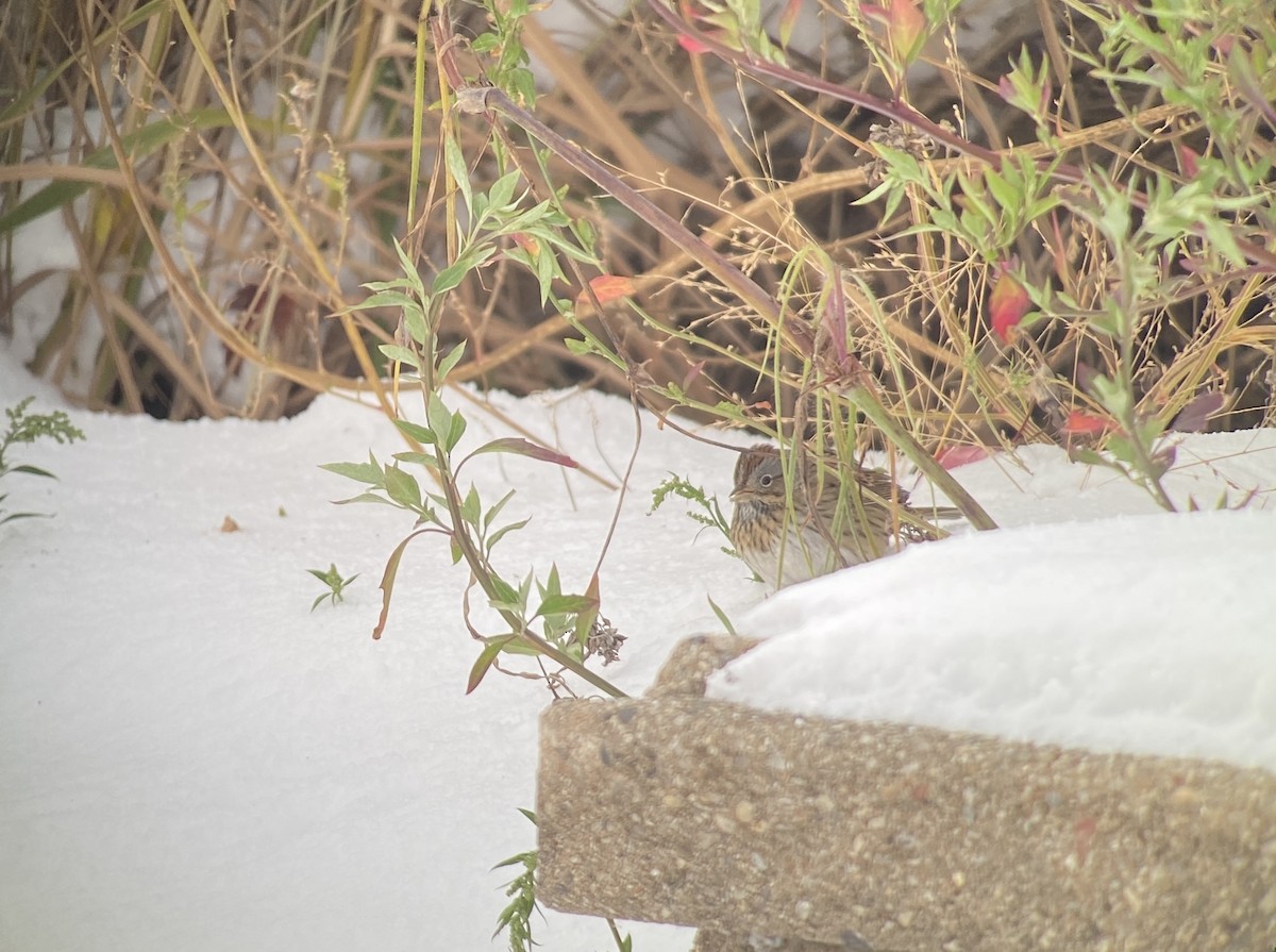 Lincoln's Sparrow - ML645019827