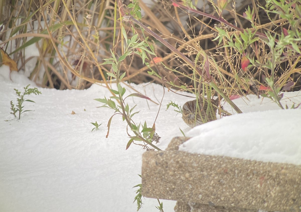 Lincoln's Sparrow - ML645019830