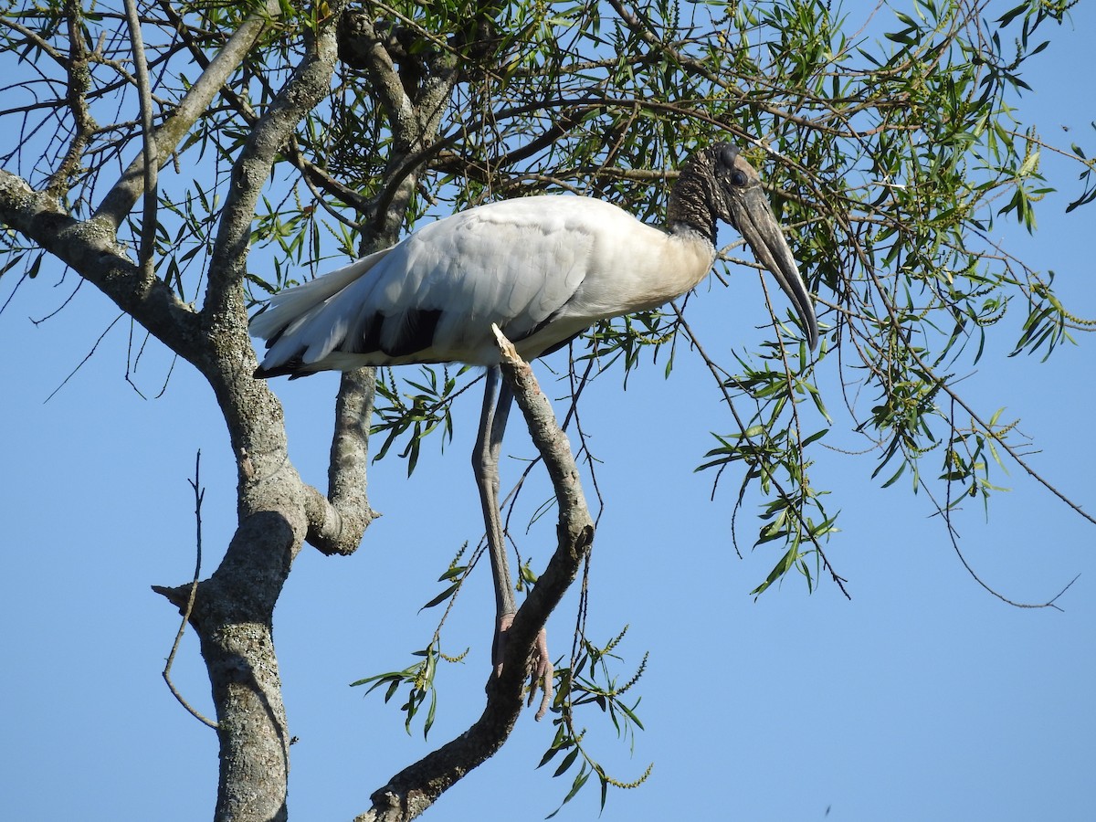 Wood Stork - ML645019845