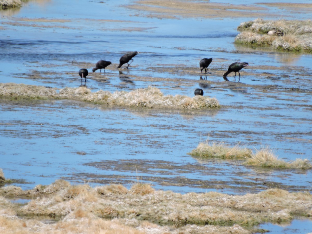 Puna Ibis - ML645019854