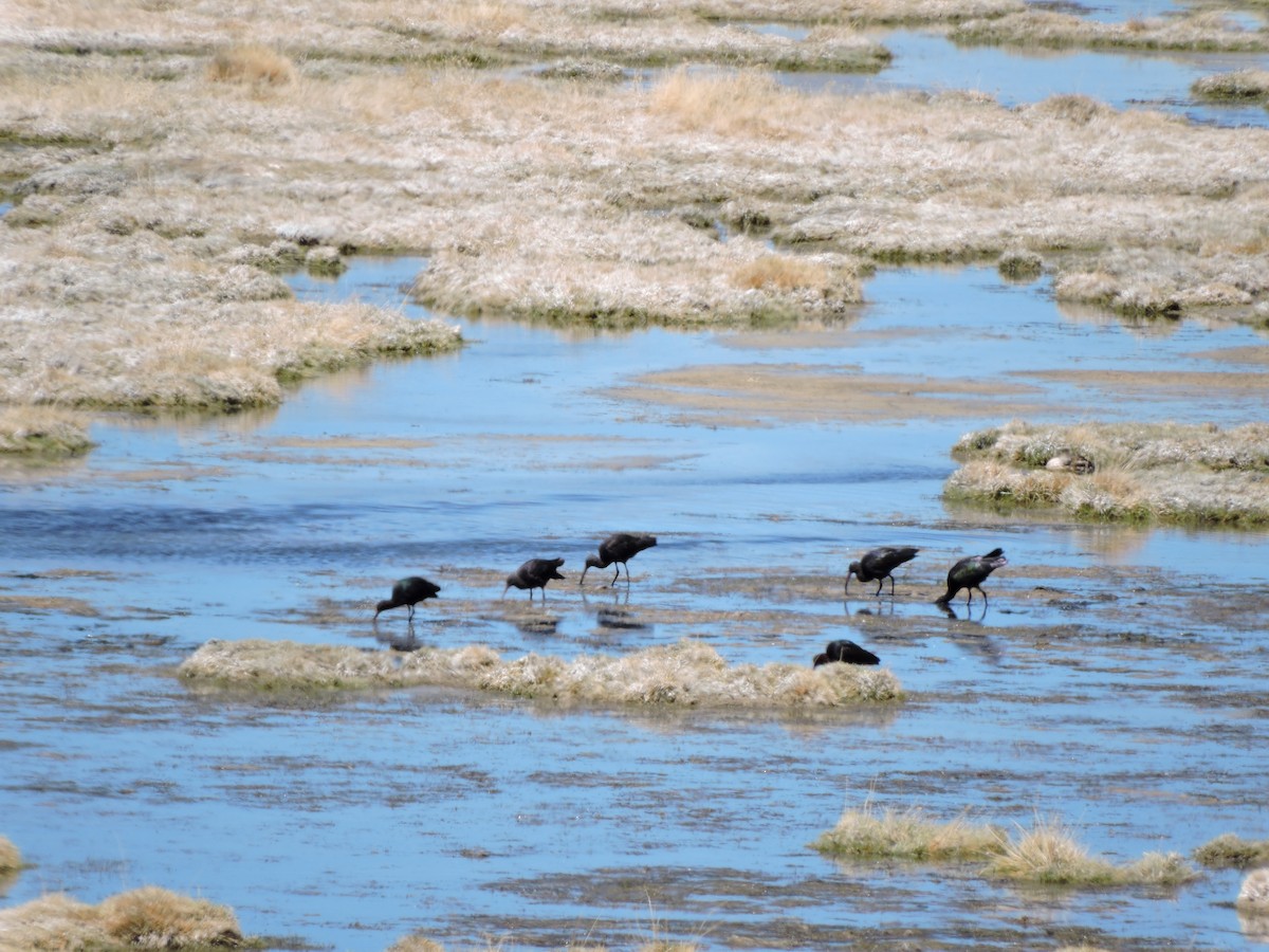 Puna Ibis - ML645019855