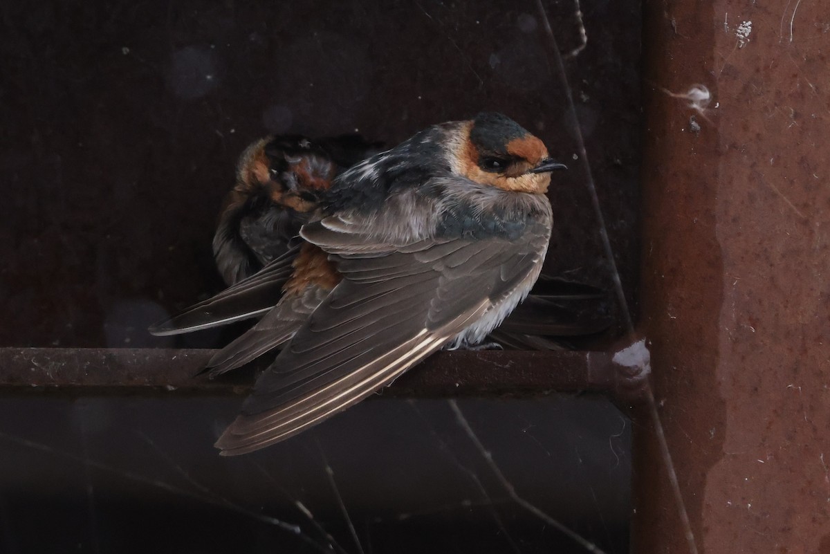 Cave Swallow - ML645019864