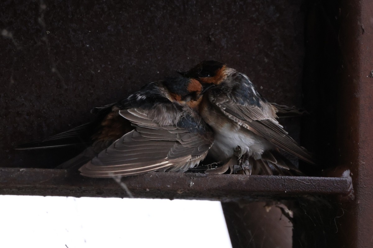 Cave Swallow - ML645019865
