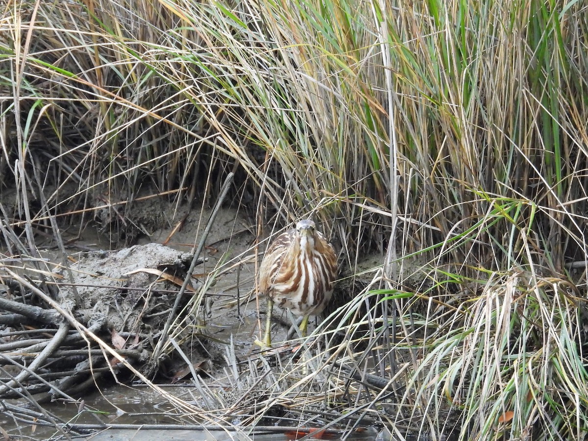 Бугай американський - ML645019867