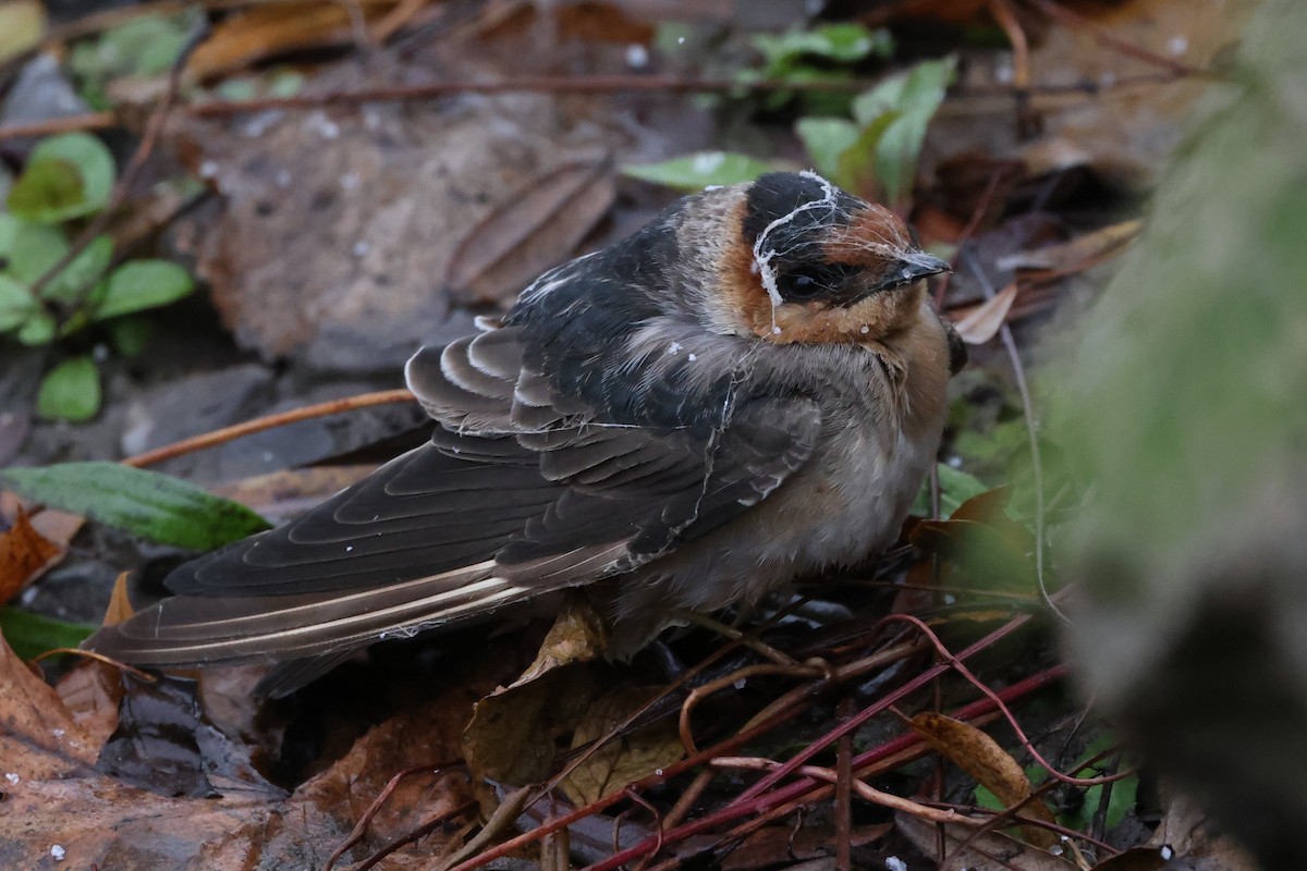 Cave Swallow - ML645019873