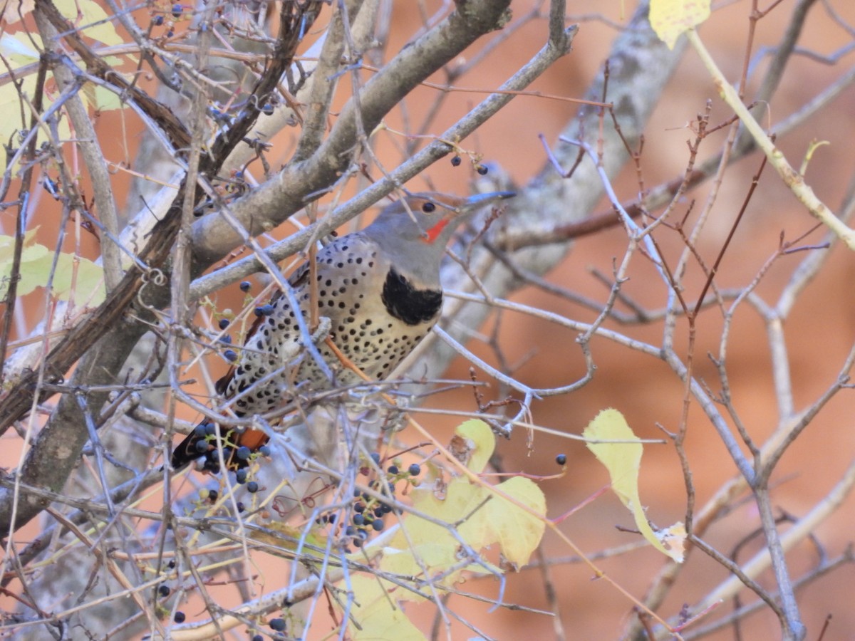 Northern Flicker (Red-shafted) - ML645019877