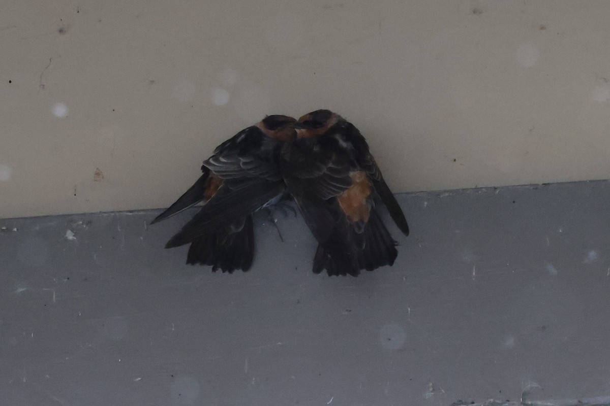Cave Swallow - ML645019886