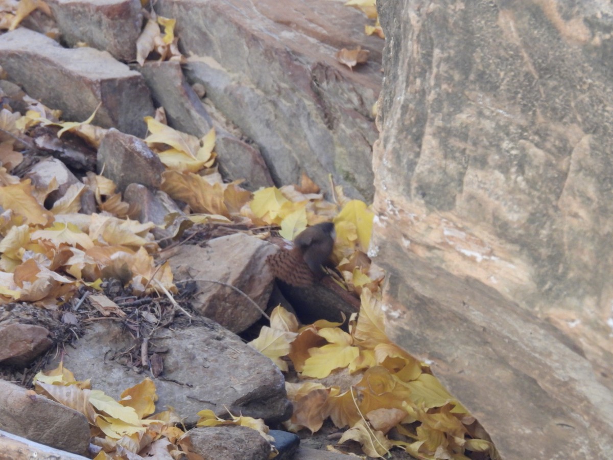 Canyon Wren - ML645019894