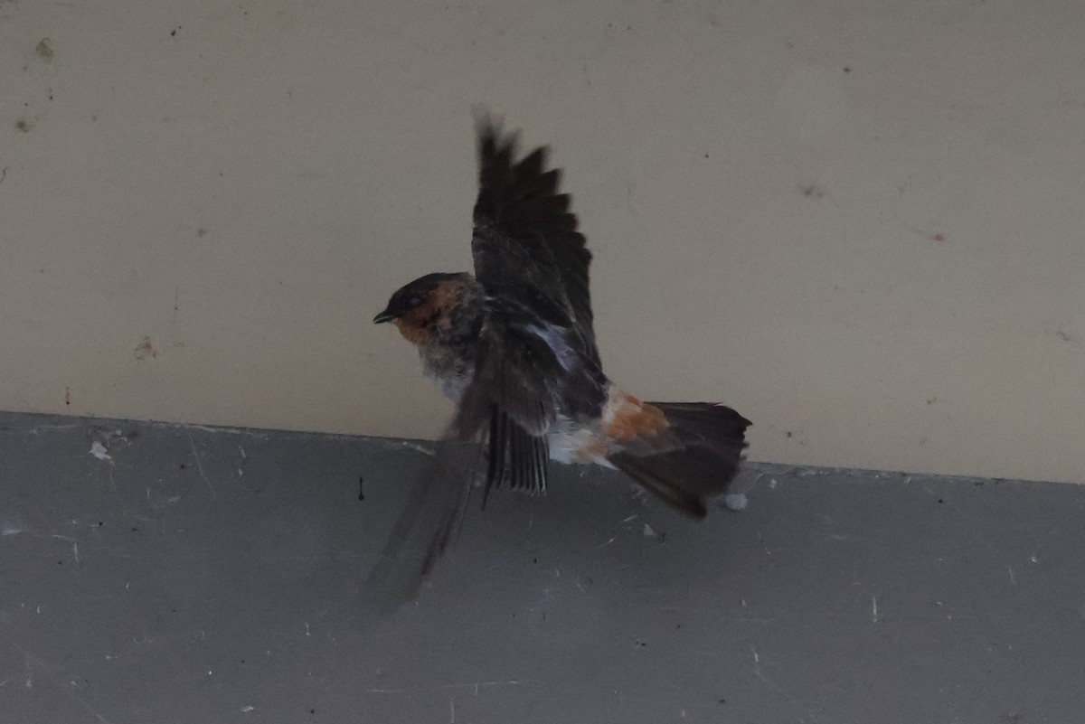 Cave Swallow - ML645019895