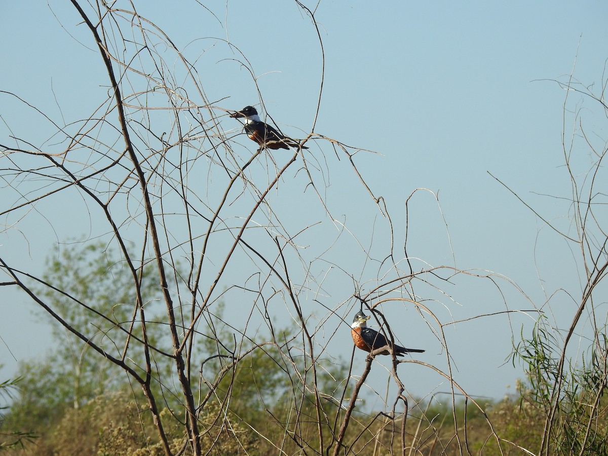 Ringed Kingfisher - ML645019898