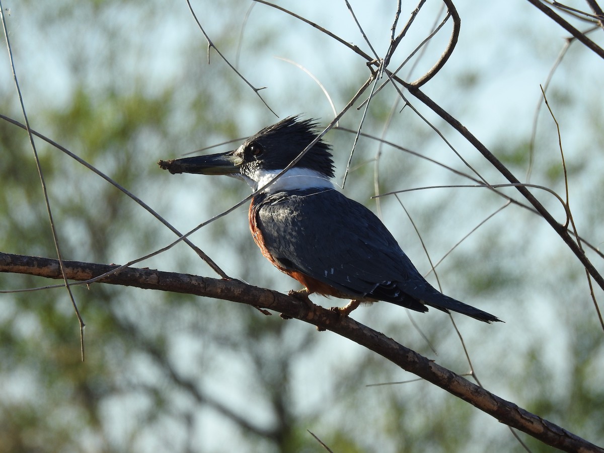 Ringed Kingfisher - ML645019899