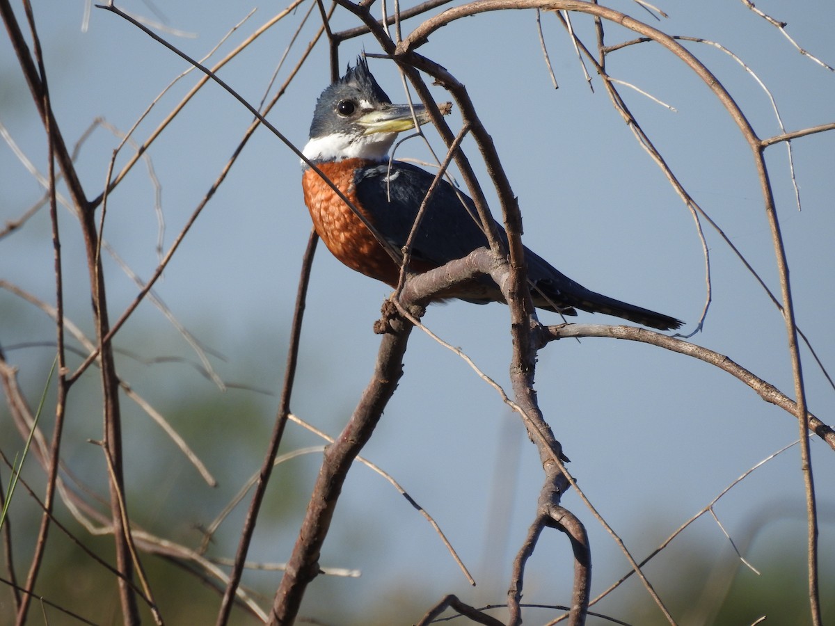 Ringed Kingfisher - ML645019900