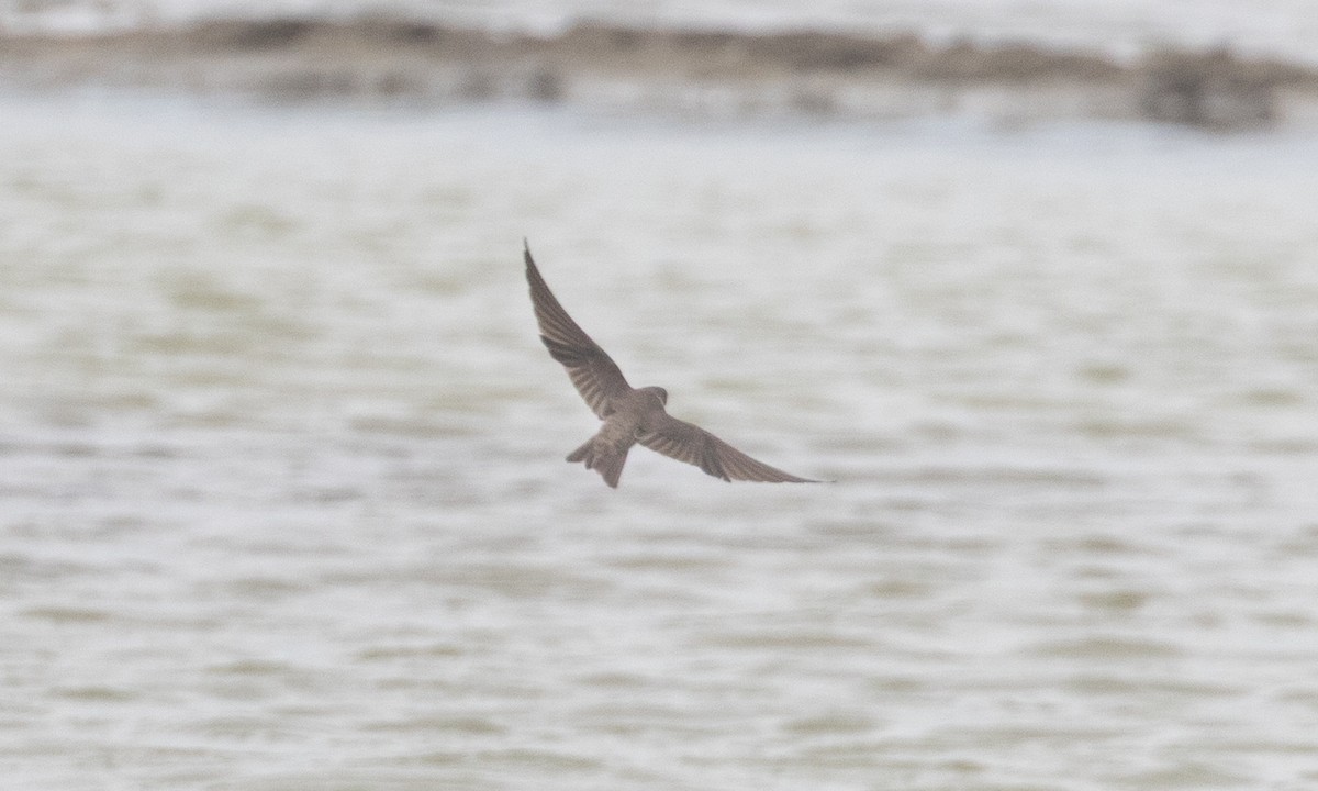 Uhalde-enara arrunta - ML645019910