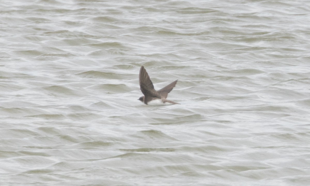 Uhalde-enara arrunta - ML645019911