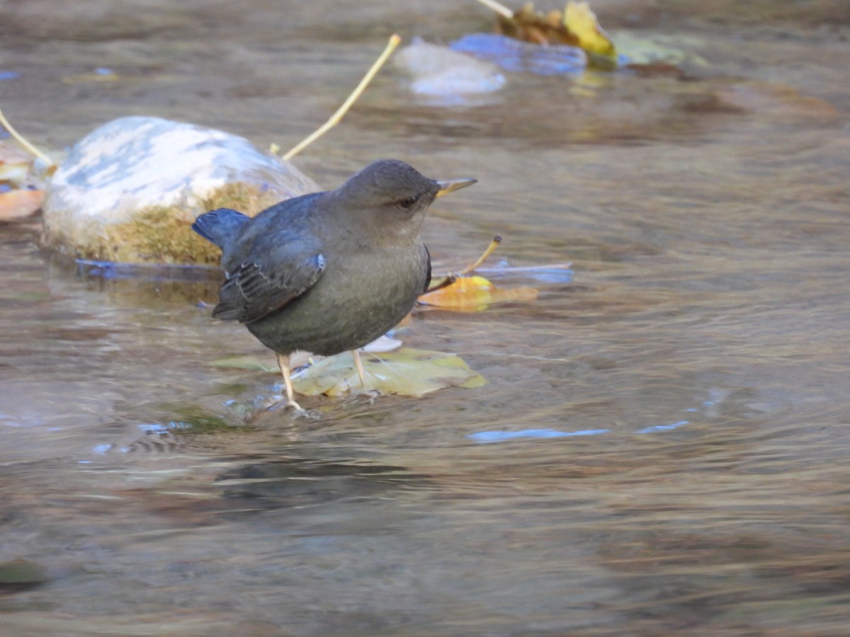 American Dipper - ML645019916