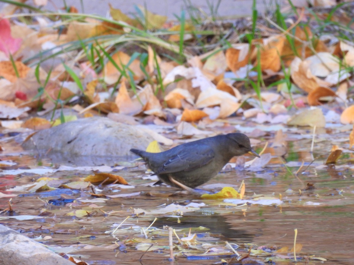 American Dipper - ML645019917