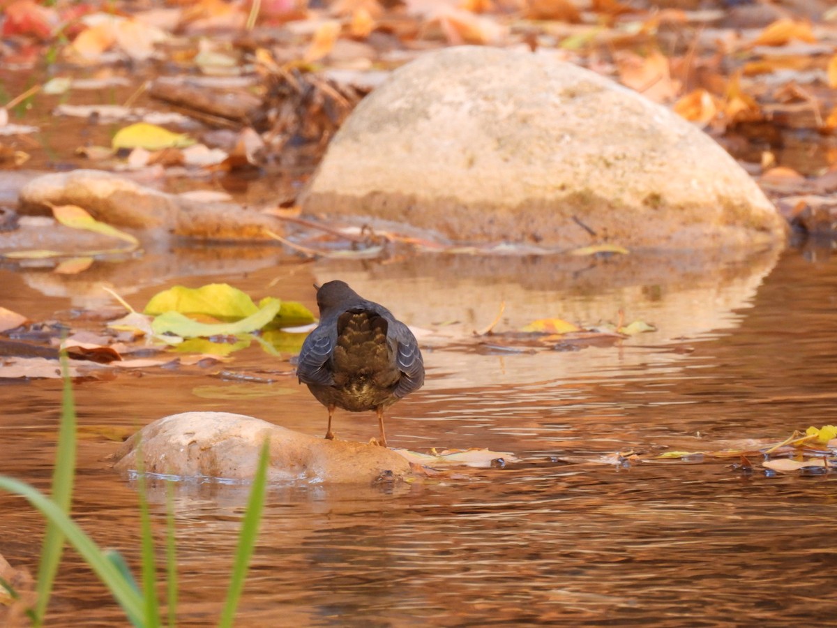 American Dipper - ML645019918