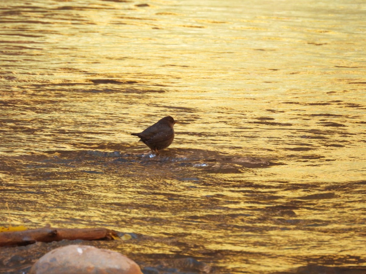 American Dipper - ML645019919