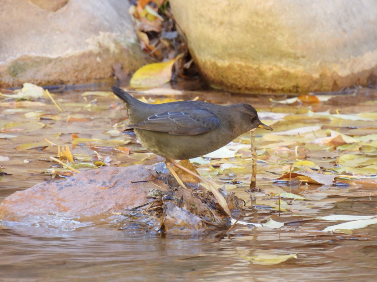 American Dipper - ML645019920