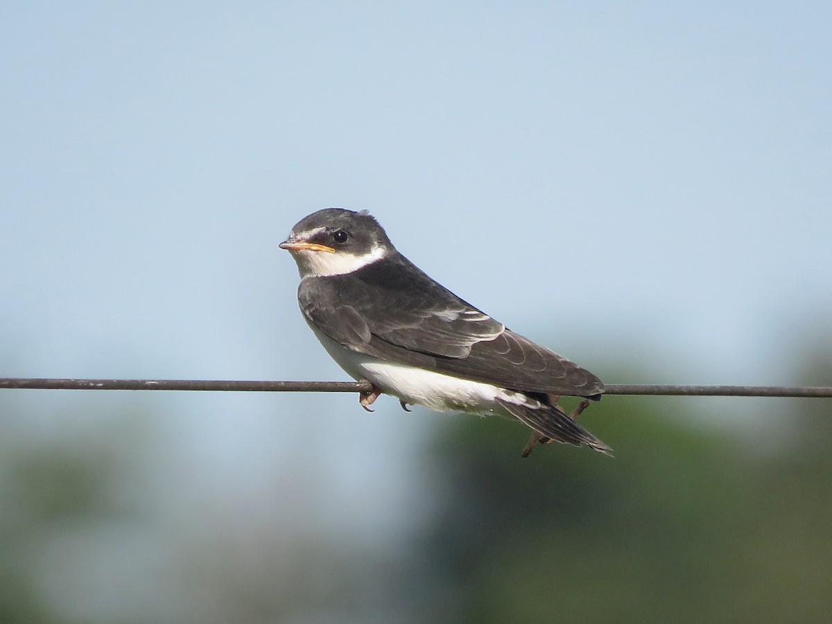 White-rumped Swallow - ML645019934