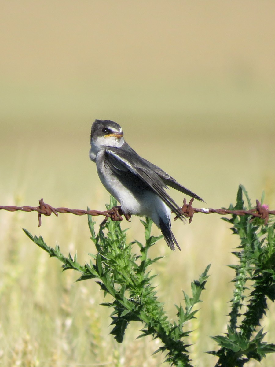 White-rumped Swallow - ML645019935