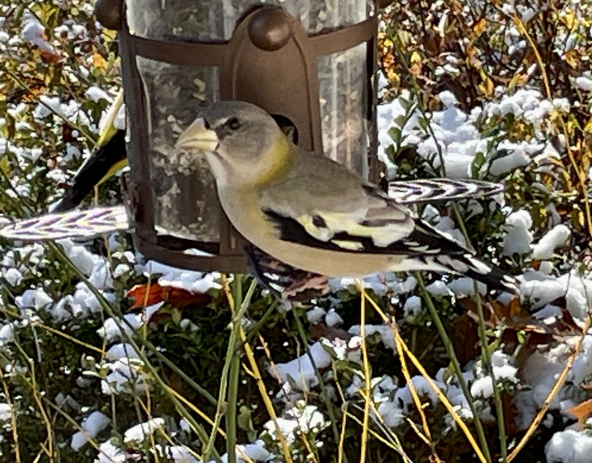Evening Grosbeak - ML645019940