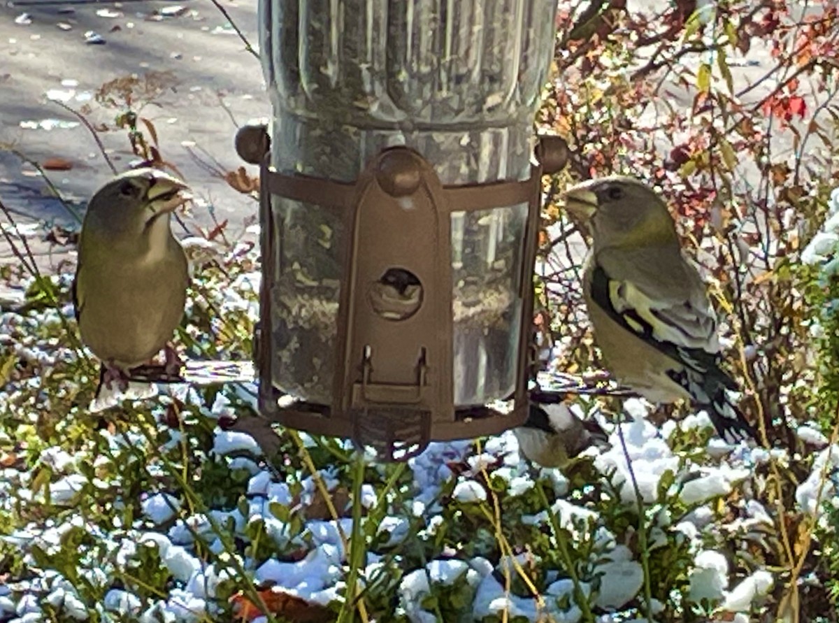 Evening Grosbeak - ML645019941