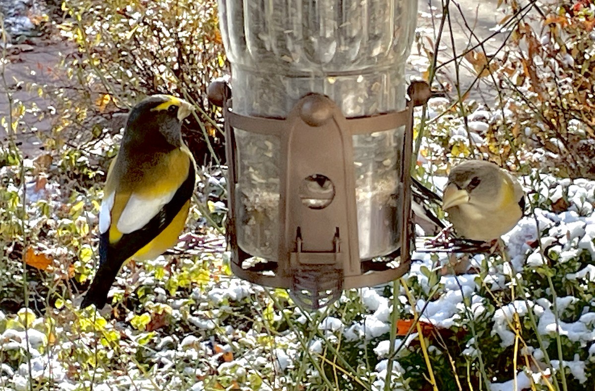 Evening Grosbeak - ML645019942