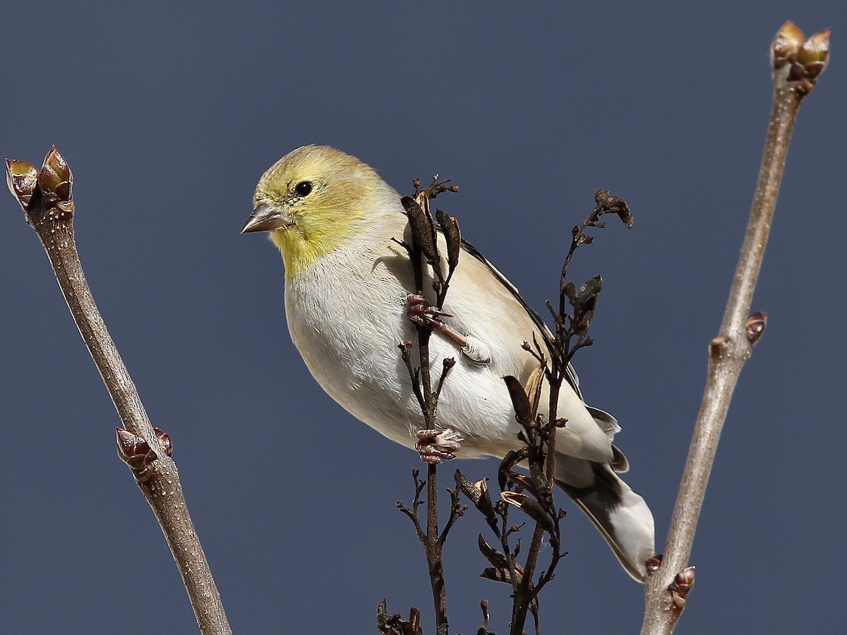 American Goldfinch - ML645019960