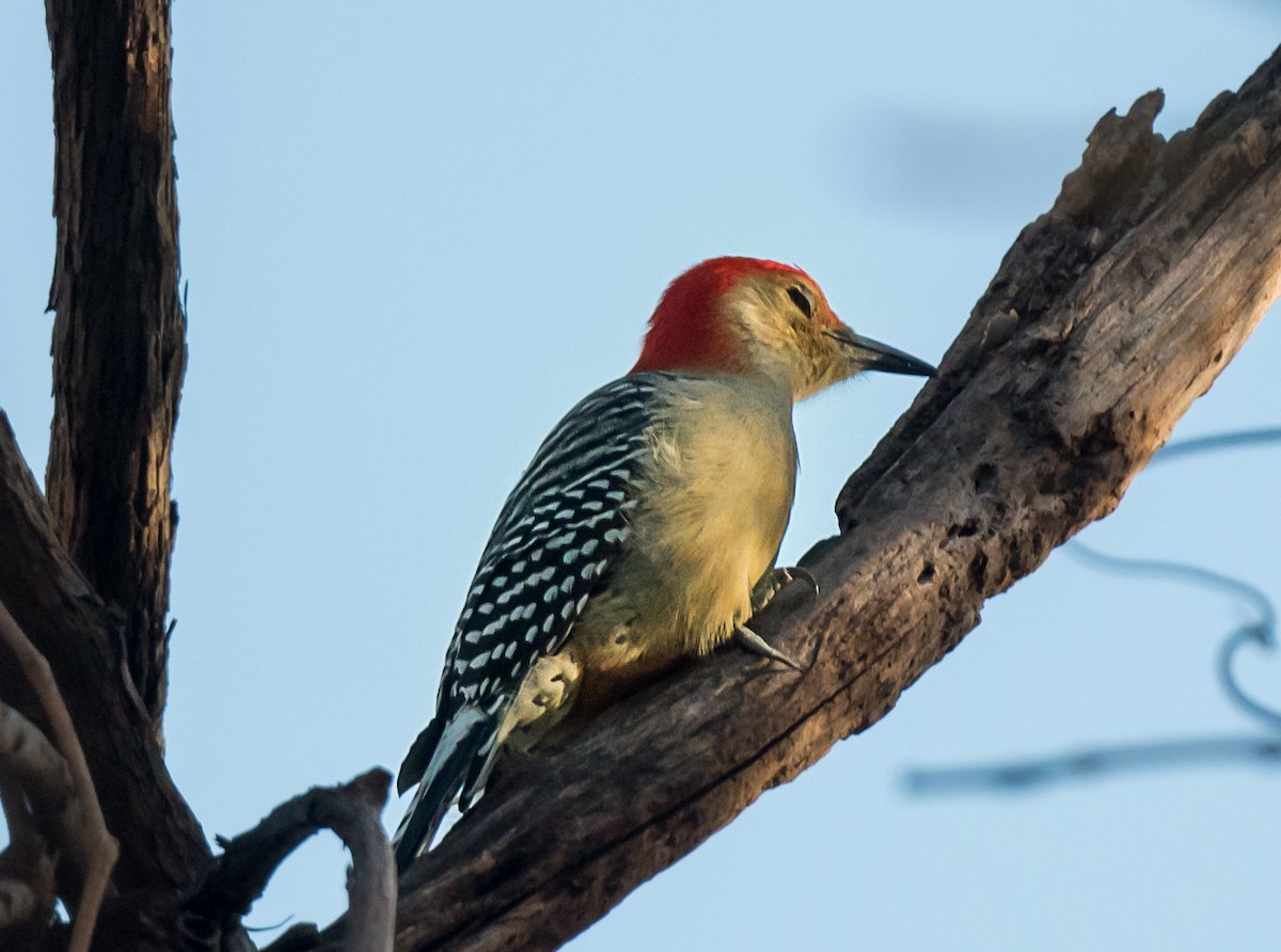 Red-bellied Woodpecker - ML645019961