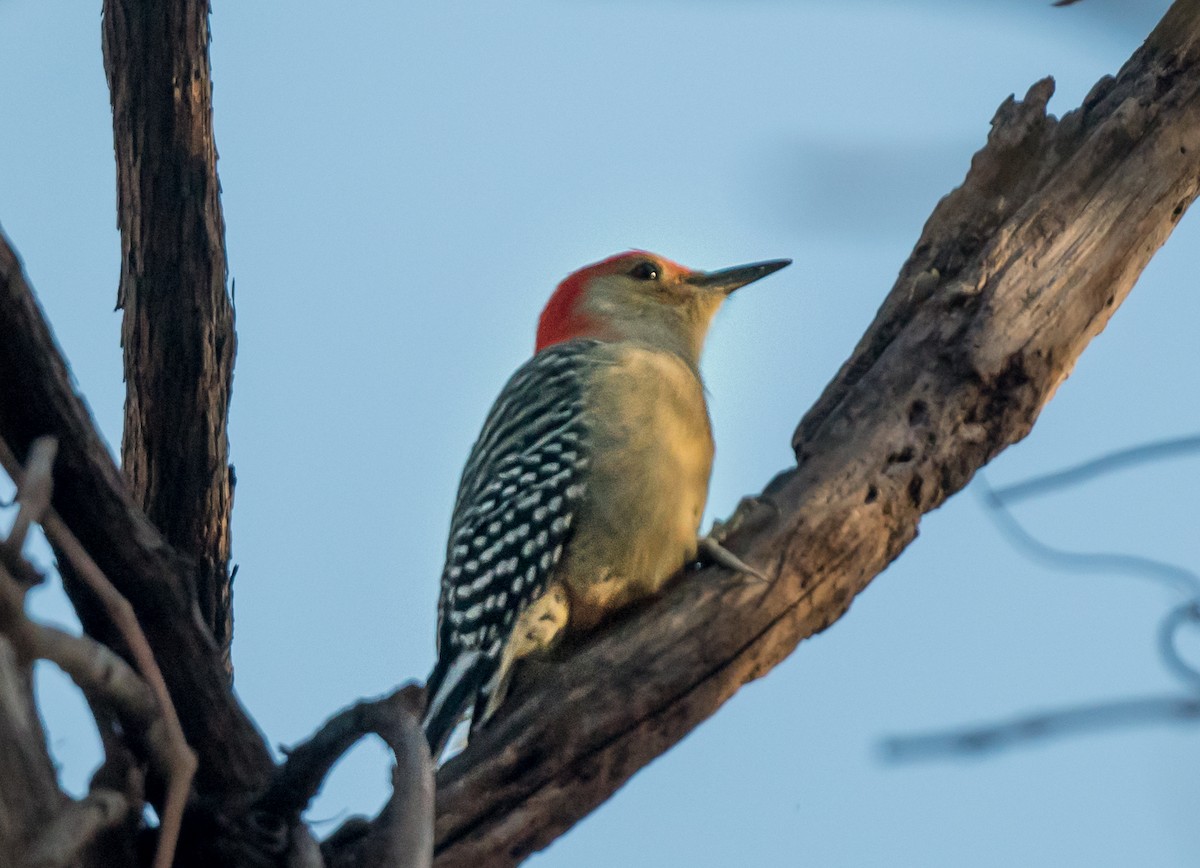 Red-bellied Woodpecker - ML645019962