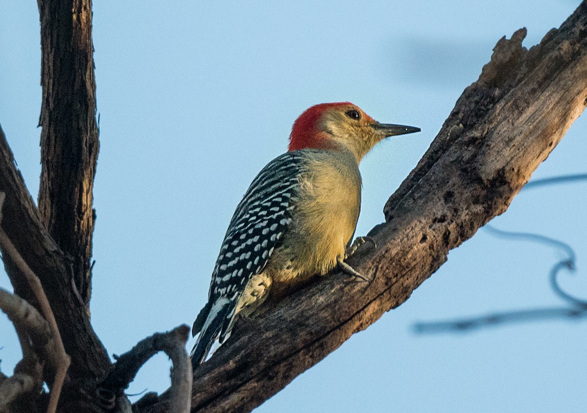 Red-bellied Woodpecker - ML645019963