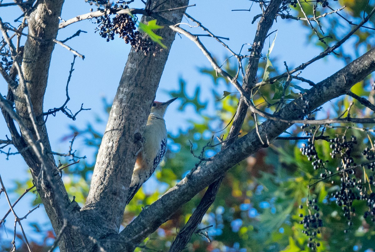 Red-bellied Woodpecker - ML645019964